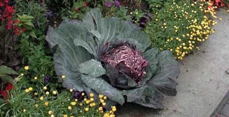 Headless cabbage in an Anchorage park