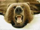 0667_nome_grizzly.jpg
